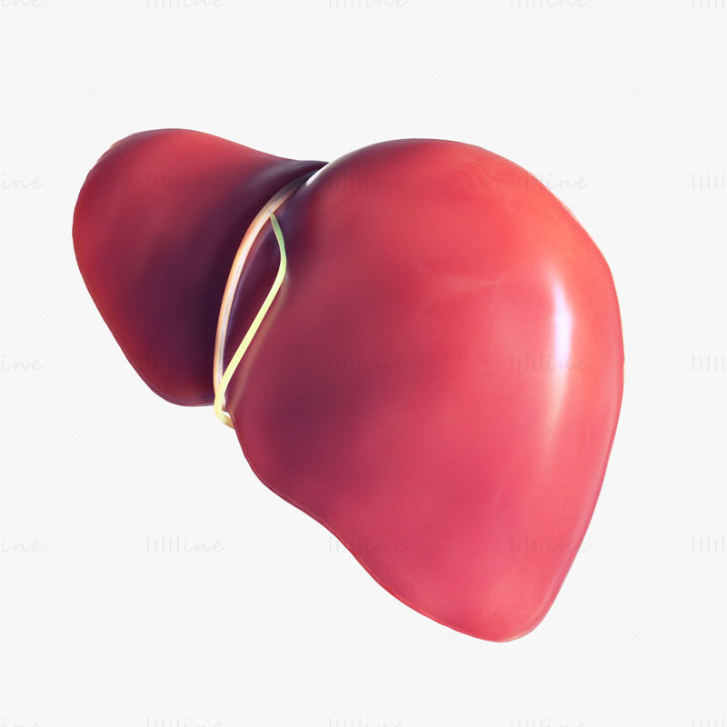 ヒト肝臓ローポリゴン 3Dモデル