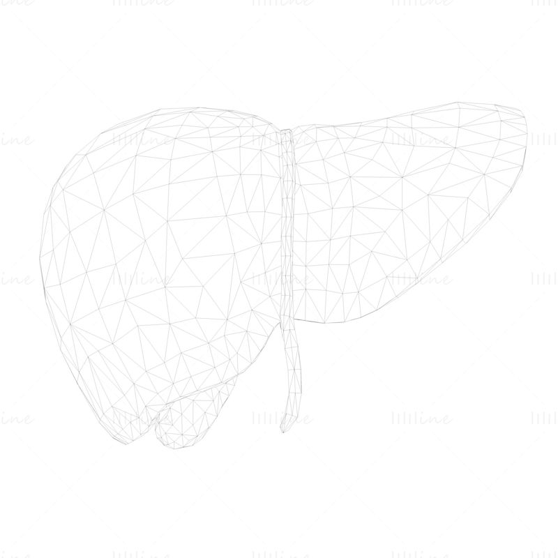 ヒト肝臓ローポリゴン 3Dモデル