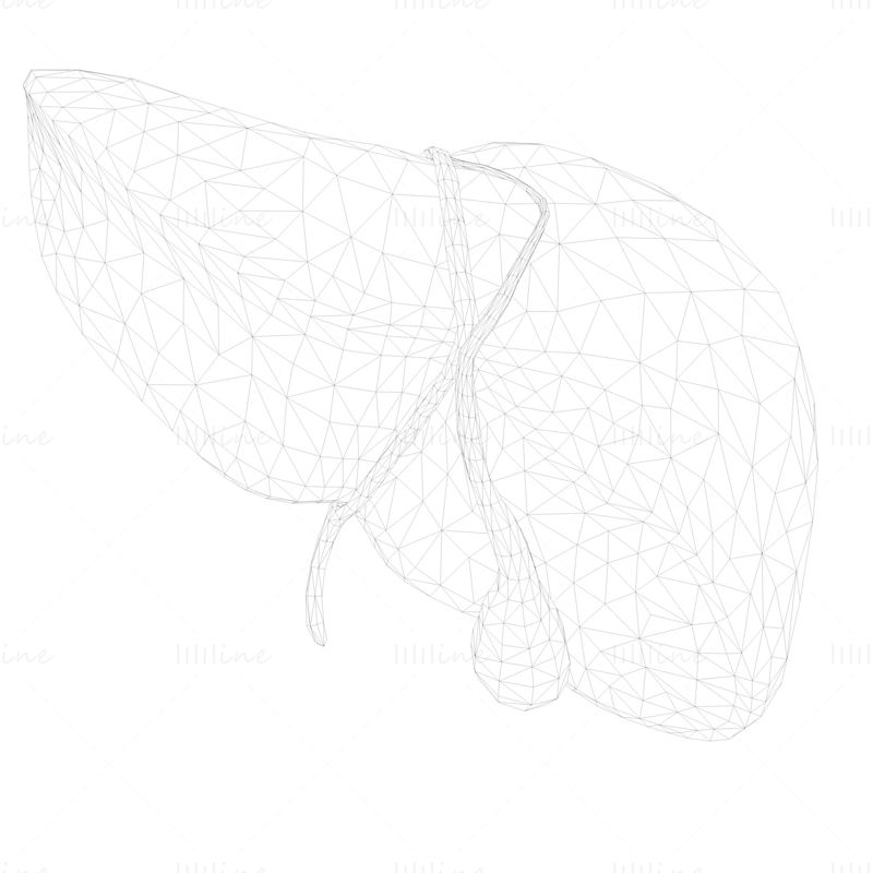 Menselijke lever 3D-model met lage polygoon