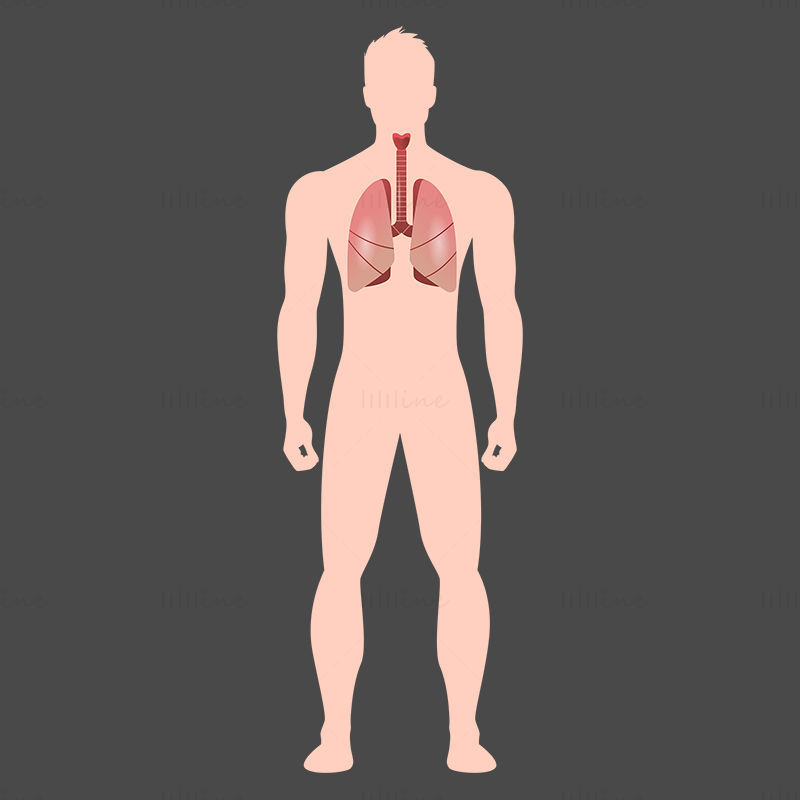 Human Lung vector illustration