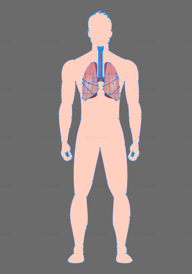 Human Lung vector illustration