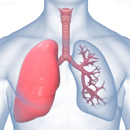 Modelo 3D del sistema respiratorio del cuerpo de la anatomía de los pulmones humanos