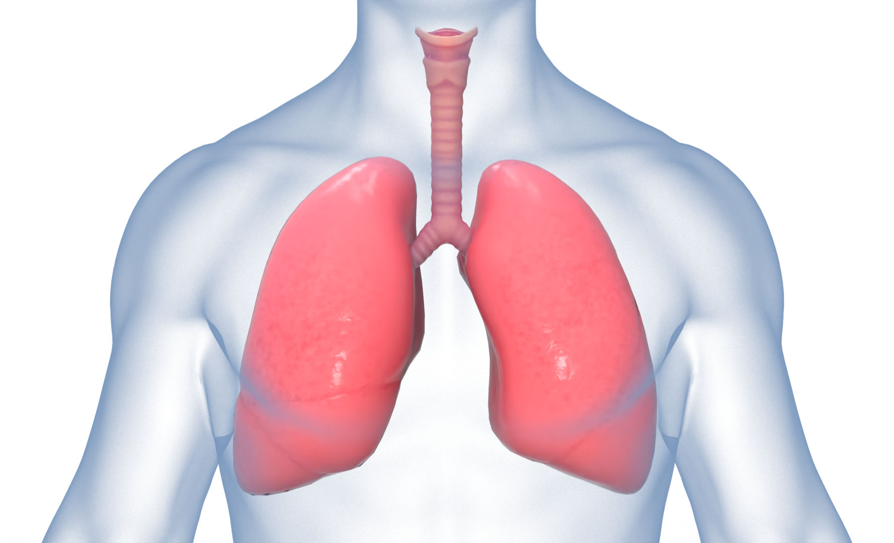 Human Lungs Anatomy Body Respiratory System 3D Model