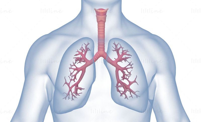 Human Lungs Anatomy Body Respiratory System 3D Model