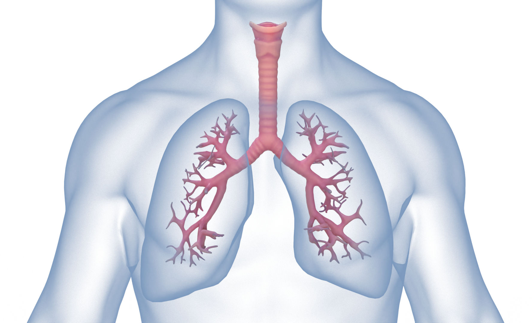 Human Lungs Anatomy Body Respiratory System 3d Model