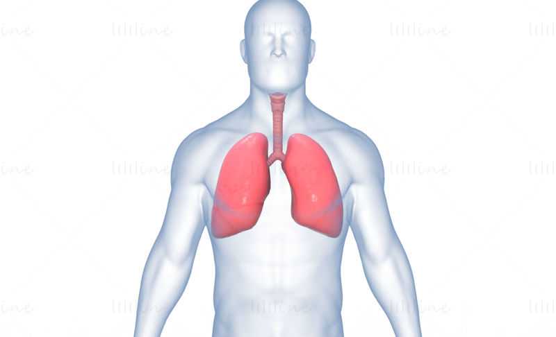 Menneskelige lunger Anatomi Kroppsluftveier 3D-modell