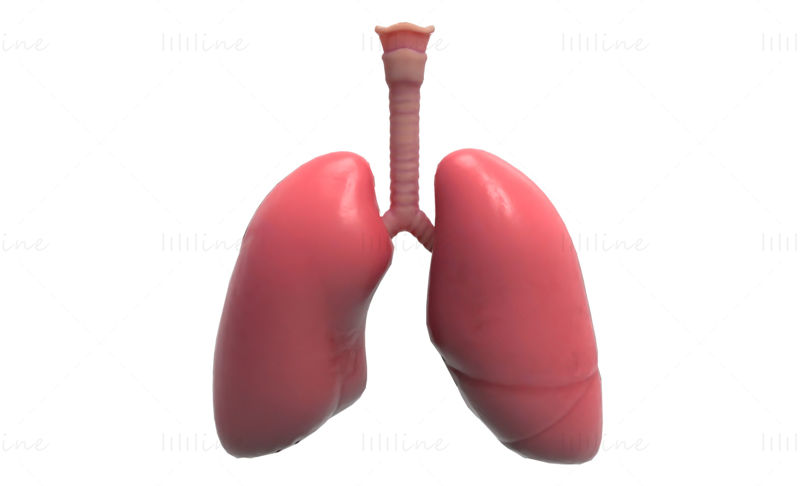 مدل سه بعدی سیستم تنفسی بدن آناتومی ریه انسان