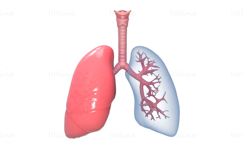 人間の肺の解剖学体呼吸器系 3Dモデル
