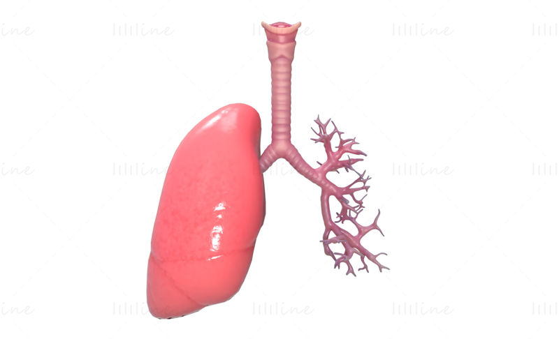 مدل سه بعدی سیستم تنفسی بدن آناتومی ریه انسان