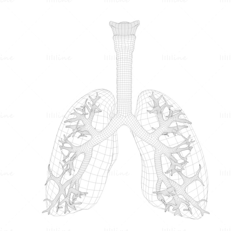 Human Lungs Anatomy Body Respiratory System 3D Model