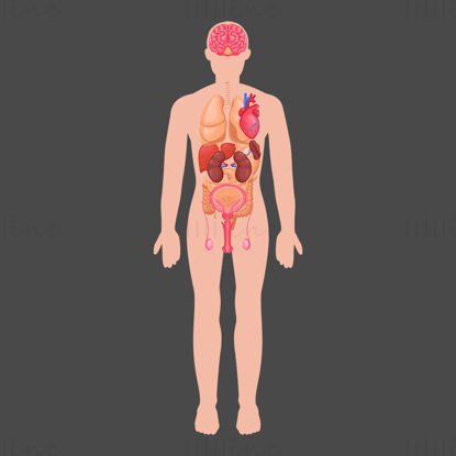 Ilustración de vector de órganos masculinos humanos