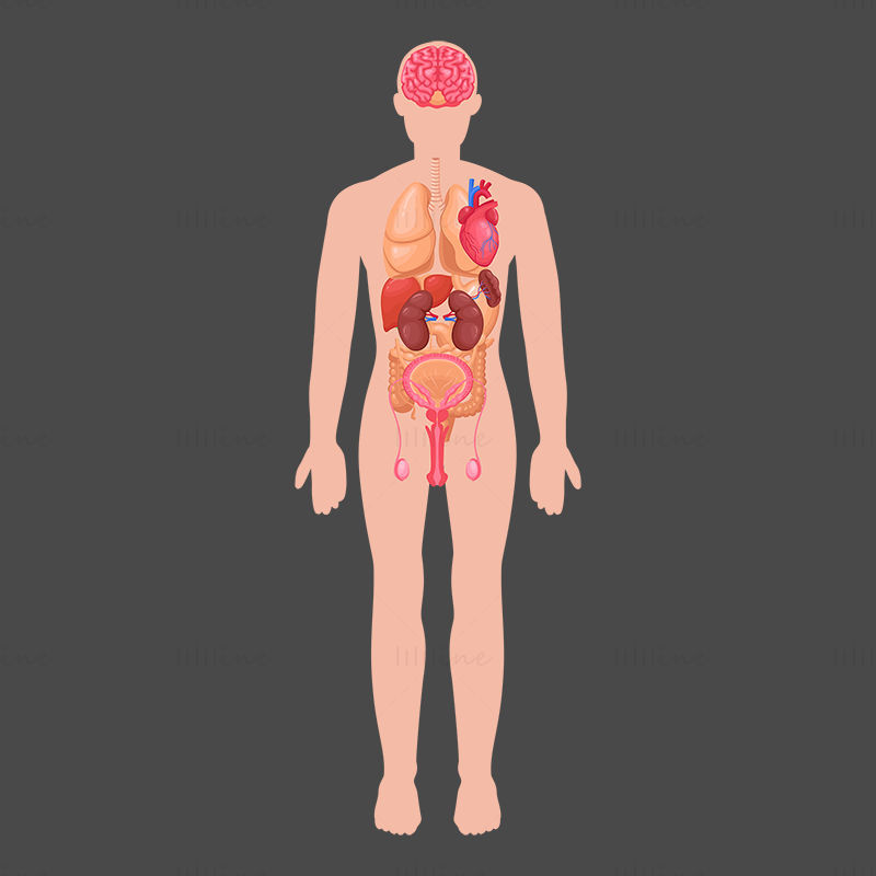 Menneskelige mannlige organer vektor illustrasjon