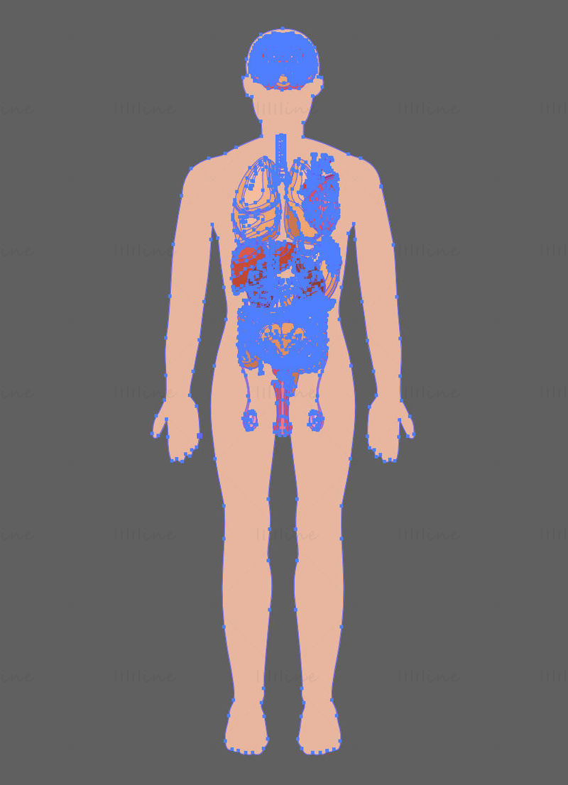 Menneskelige mannlige organer vektor illustrasjon