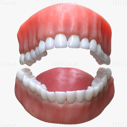 نموذج ثلاثي الأبعاد لسان الفم والأسنان البشرية
