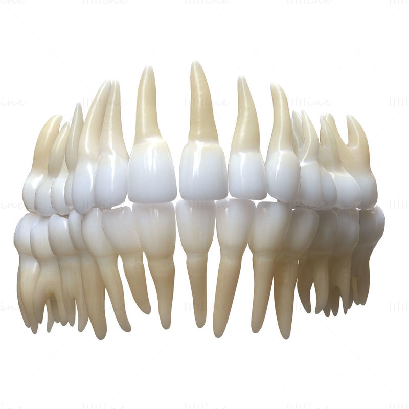 Human Mouth Teeth Tongue 3D Model