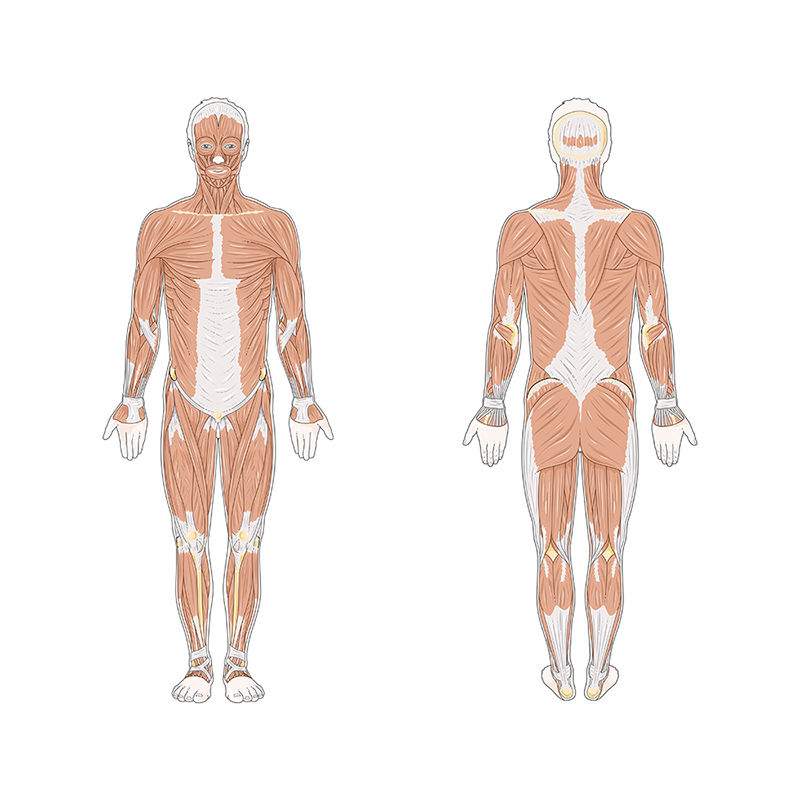 Human Musculature vector