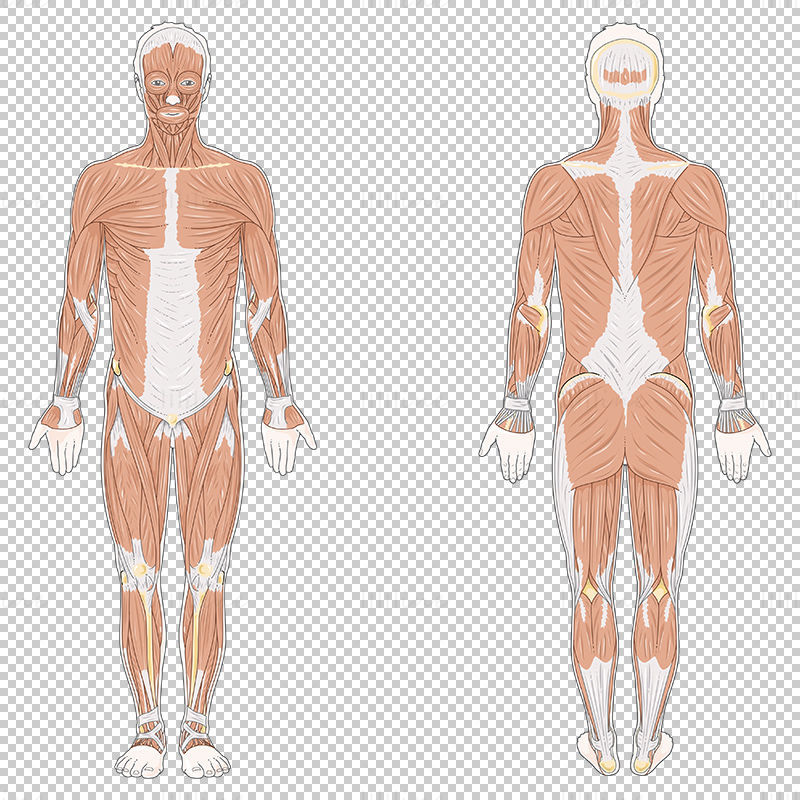 Human Musculature vector