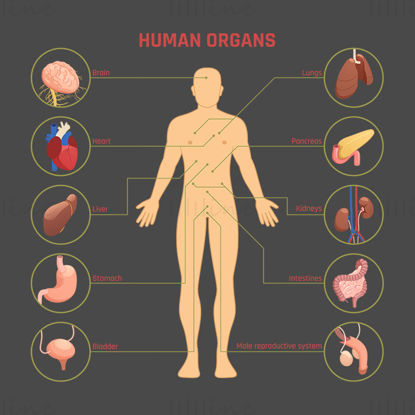 Human Organs vector illustration