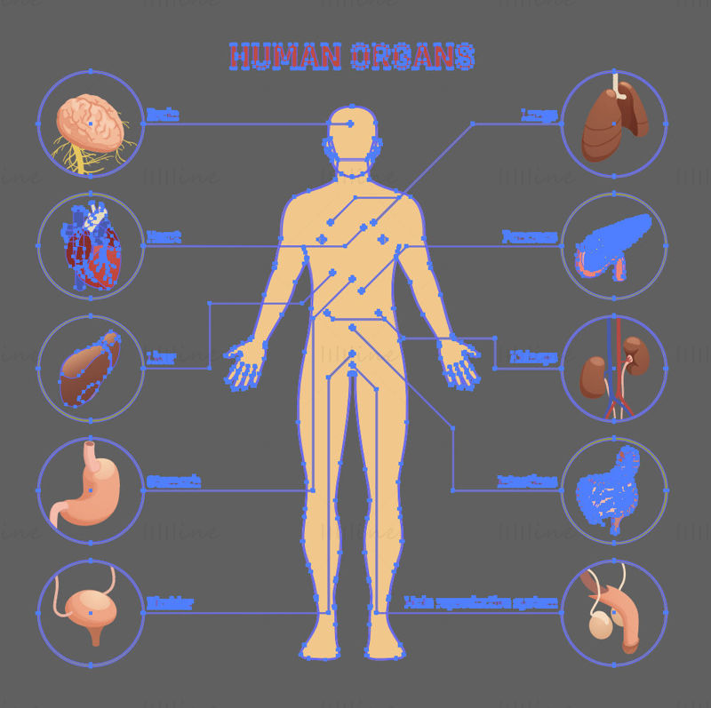 Menneskelige organer vektor illustrasjon