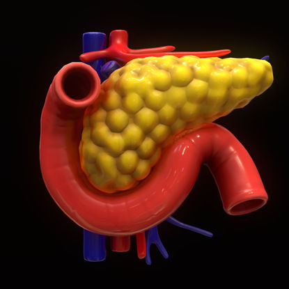 人間の膵臓 3Dモデル