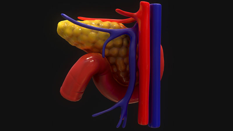 Human pancreas 3D Model