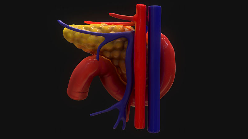 Human pancreas 3D Model