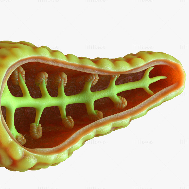 Anatomie der menschlichen Bauchspeicheldrüse 3D-Modell