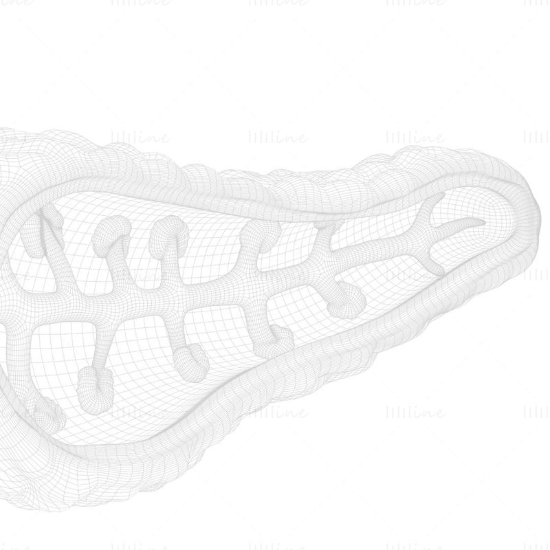Human Pancreas Anatomy 3D Model