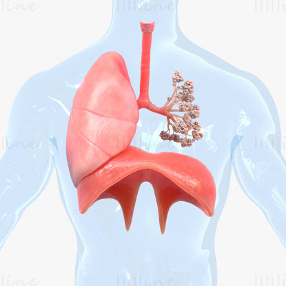 Sistema respiratorio umano Polmoni Modello 3D