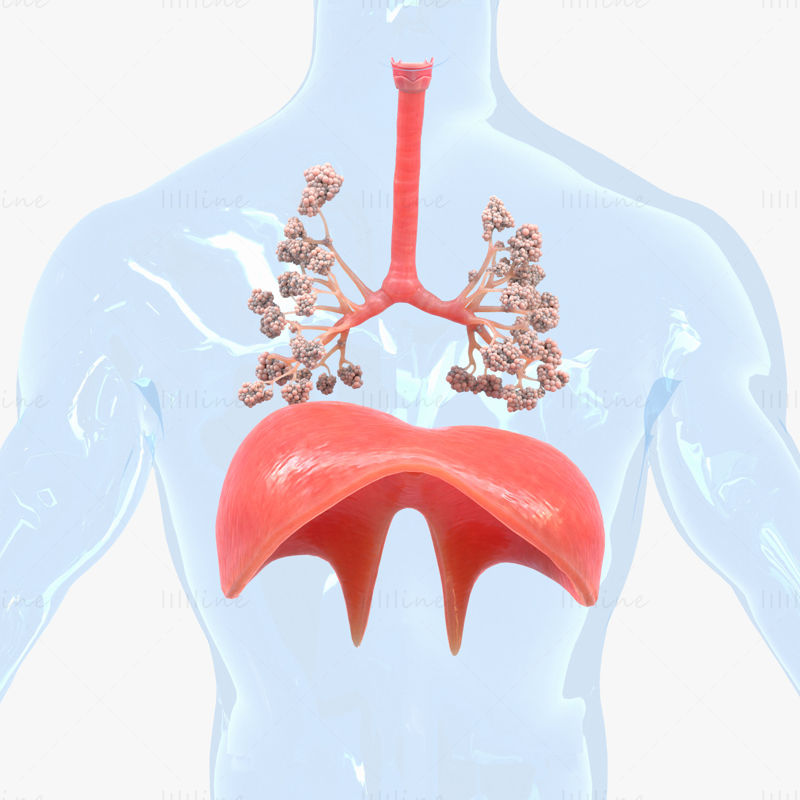 Modelo 3D de pulmones del sistema respiratorio humano