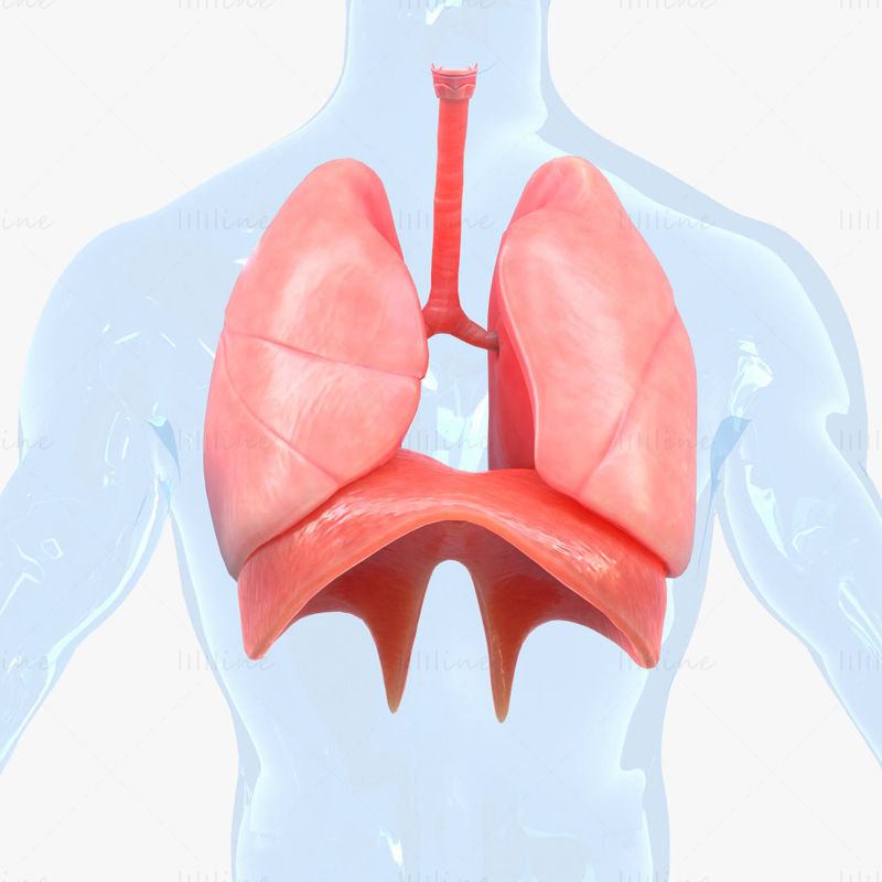 人体呼吸系统肺 3D 模型