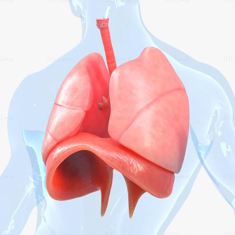 Modelo 3D de pulmones del sistema respiratorio humano