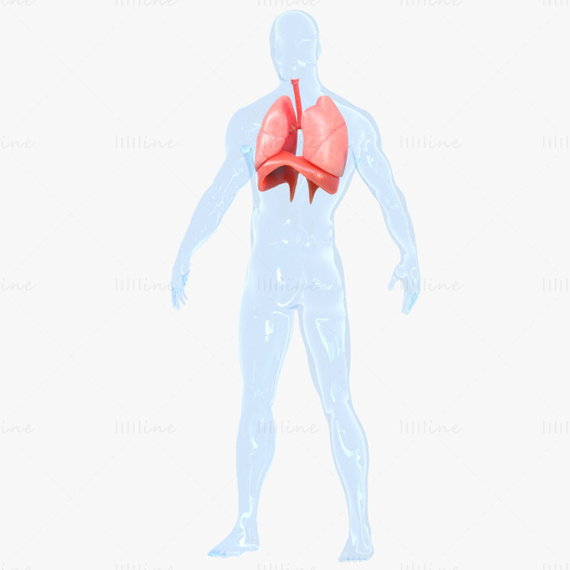Sistema respiratorio umano Polmoni Modello 3D