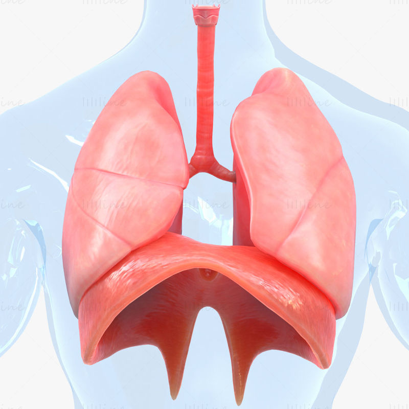 Human Respiratory System Lungs 3D Model
