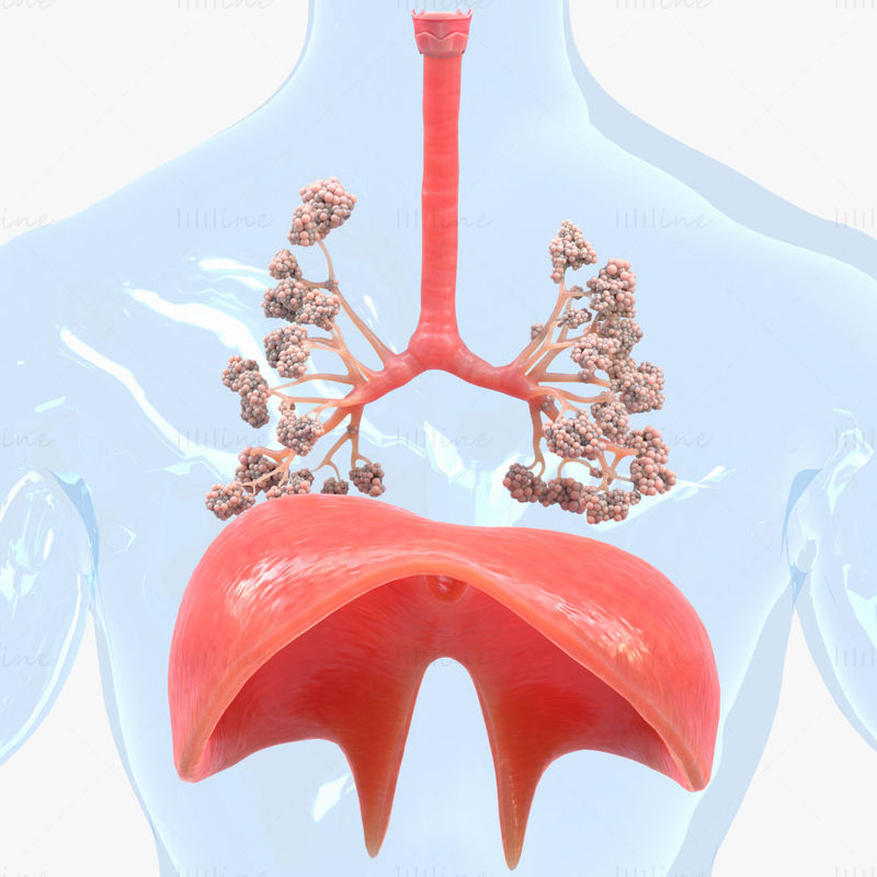 3D model lidského dýchacího systému plíce