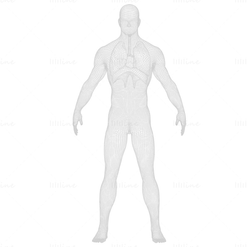 Poumons du système respiratoire humain modèle 3D