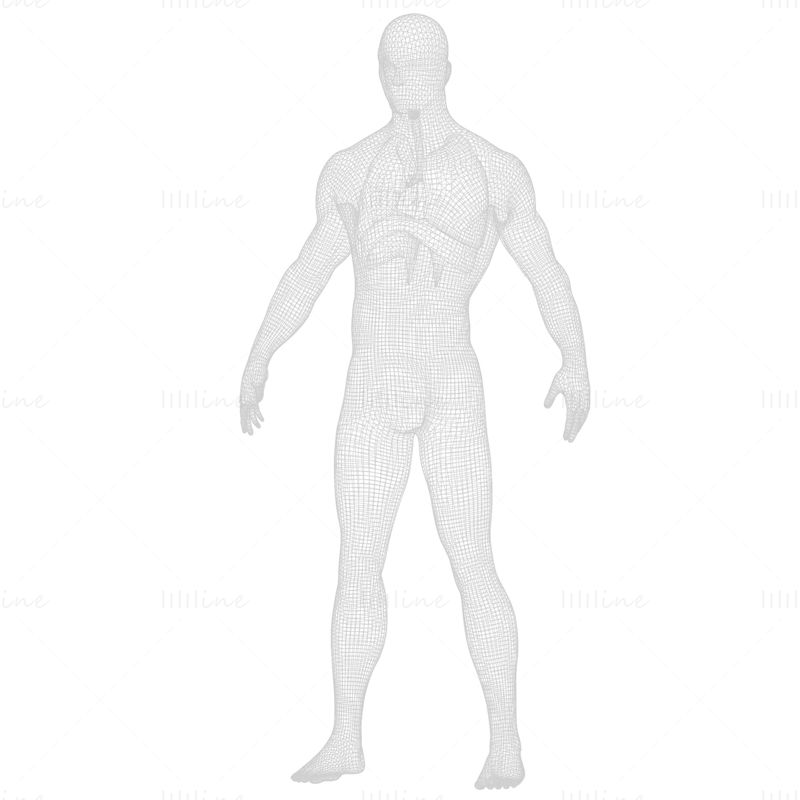 Људски респираторни систем плућа 3Д модел