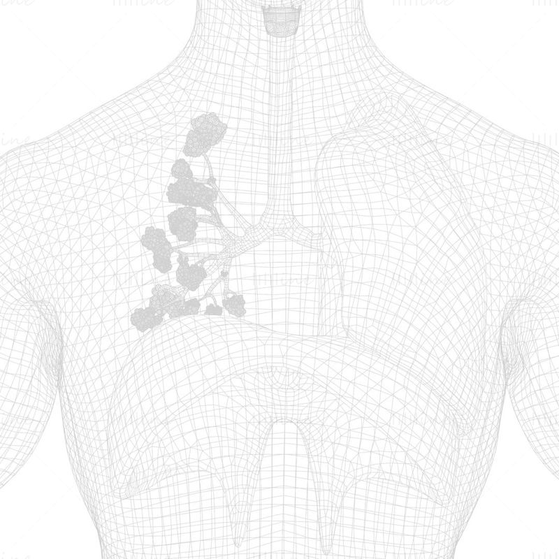 人間の呼吸器系の肺 3Dモデル
