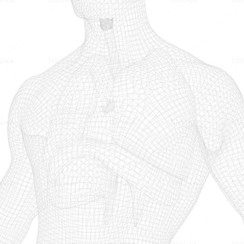 3D model lidského dýchacího systému plíce