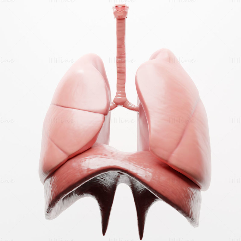 人間の呼吸器系の肺 3Dモデル