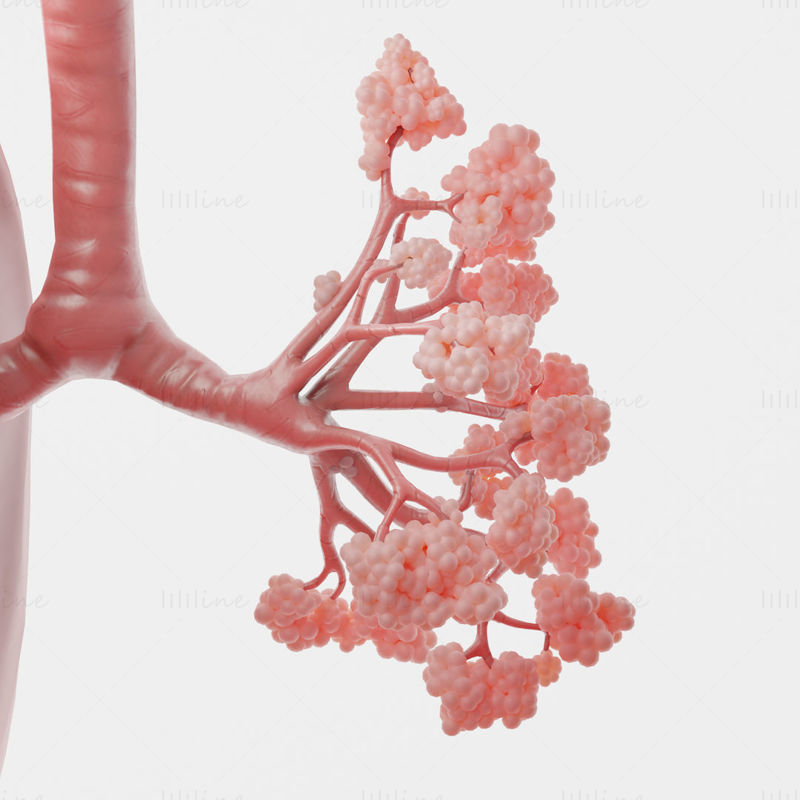 مدل سه بعدی ریه های سیستم تنفسی انسان