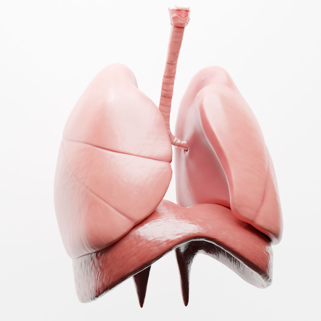 Human Respiratory System Lungs 3D Model