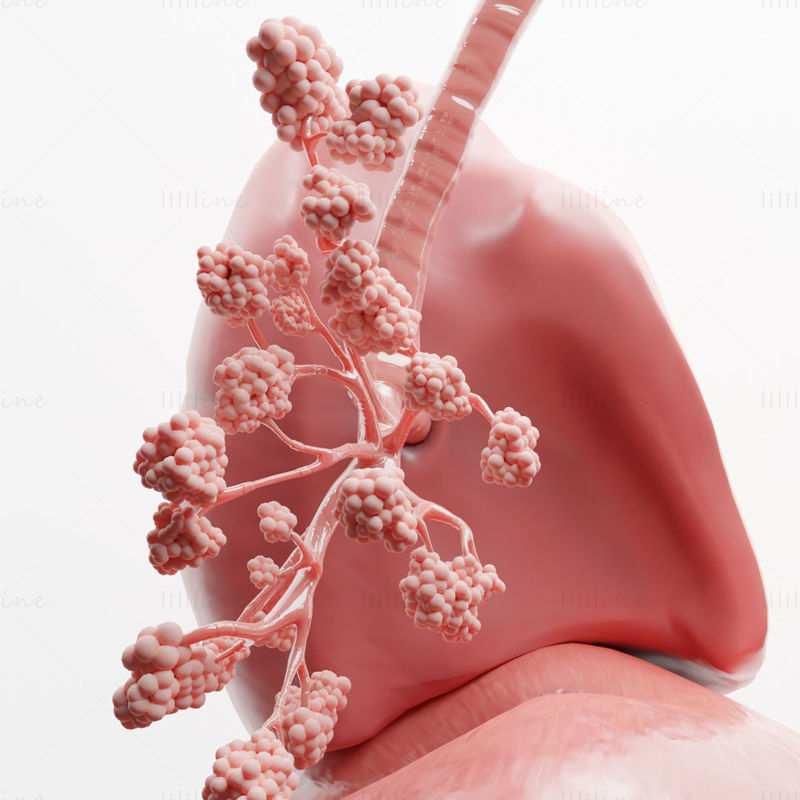 نموذج ثلاثي الأبعاد لرئتي الجهاز التنفسي البشري