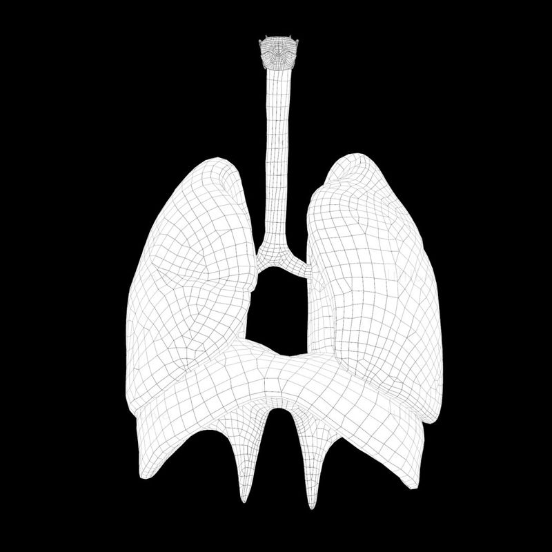 مدل سه بعدی ریه های سیستم تنفسی انسان