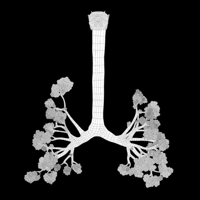نموذج ثلاثي الأبعاد لرئتي الجهاز التنفسي البشري