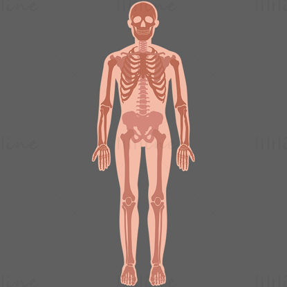 Ilustración de vector de esqueleto humano