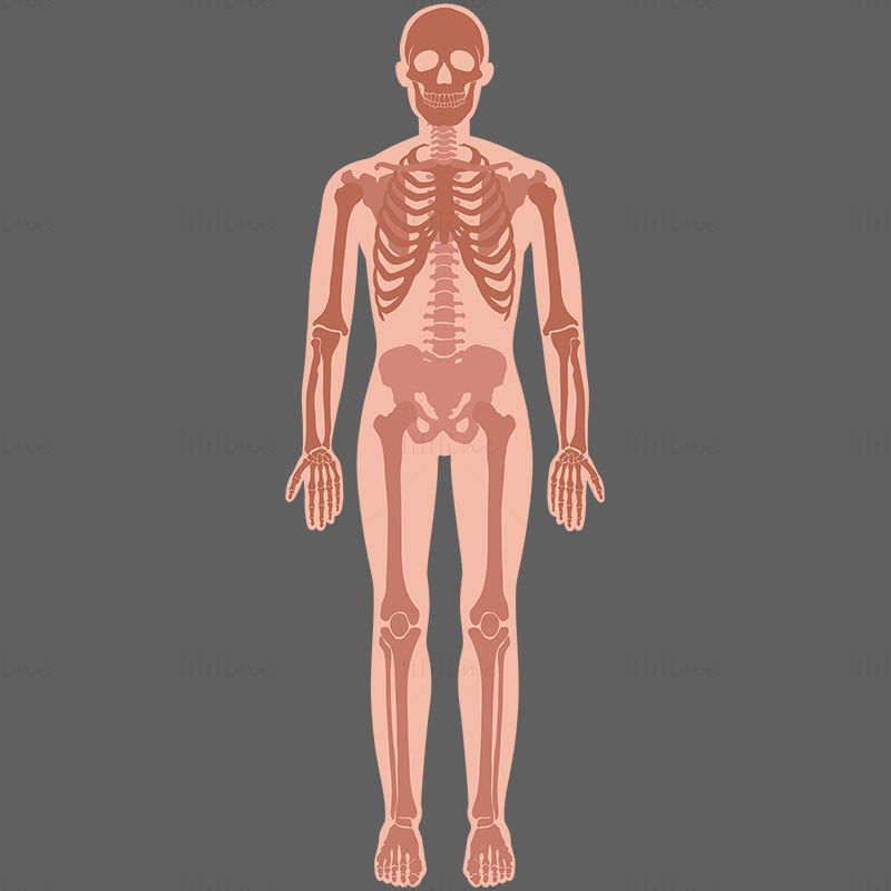 Human Skeleton vector illustration
