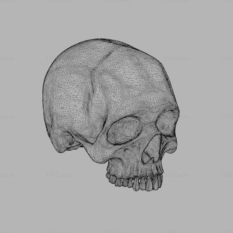 Human skull 3d print model