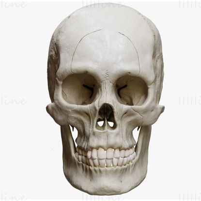 Menselijke schedel ontploft anatomie Atlas 3D-model