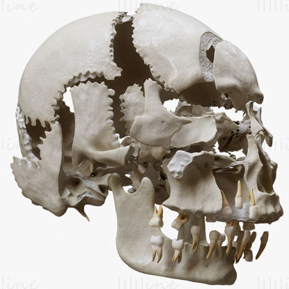 Human Skull Explode Anatomy Atlas 3D-modell